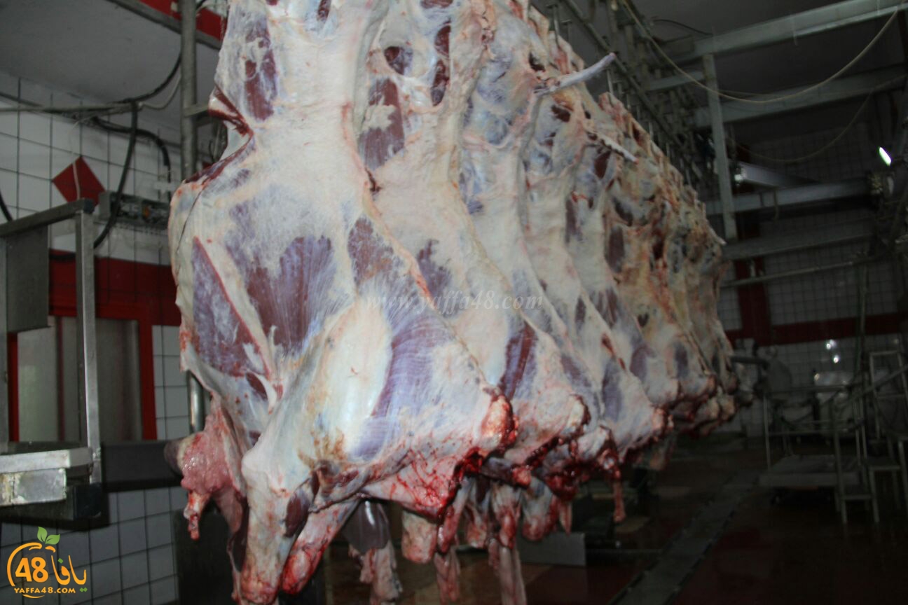 jam3iya yaffa 3ojolej (4).jpg